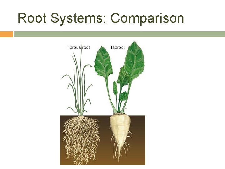 Root Systems: Comparison 
