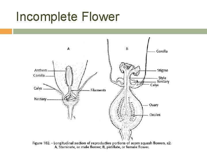 Incomplete Flower 