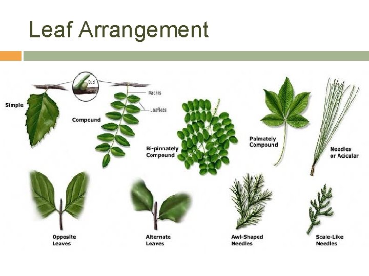 Leaf Arrangement 