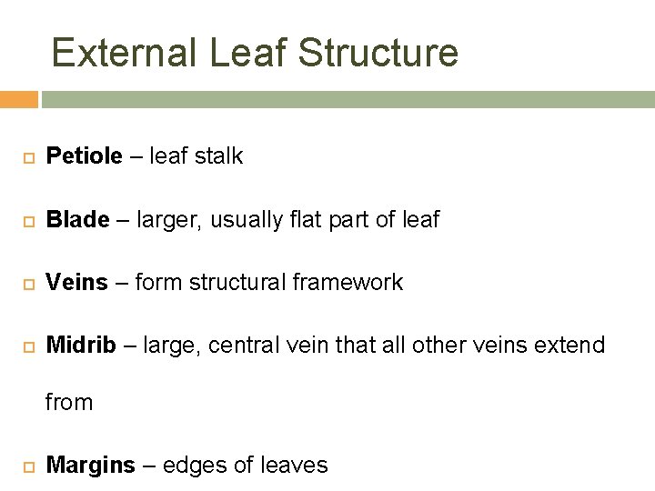 External Leaf Structure Petiole – leaf stalk Blade – larger, usually flat part of