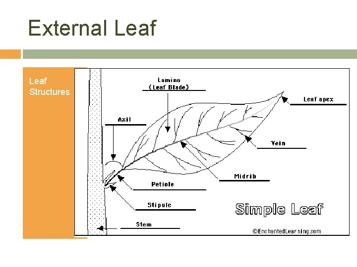 External Leaf Structures 