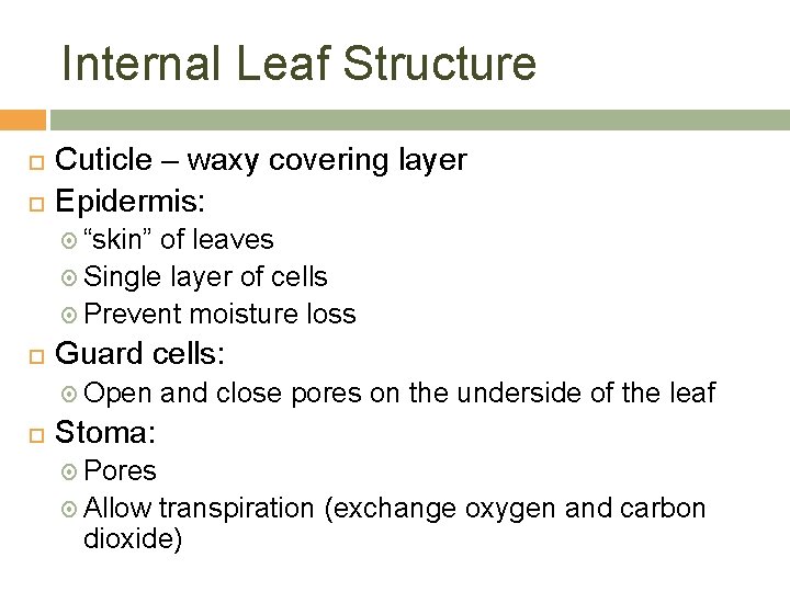 Internal Leaf Structure Cuticle – waxy covering layer Epidermis: “skin” of leaves Single layer