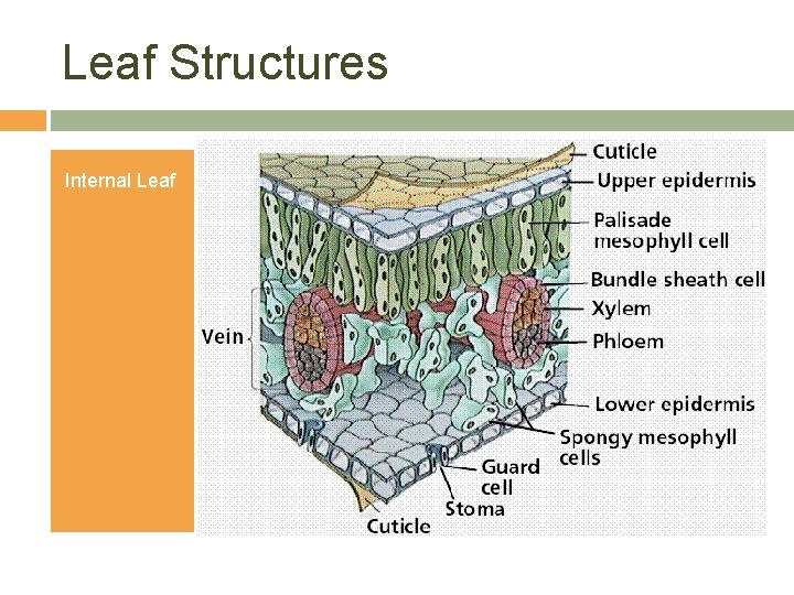 Leaf Structures Internal Leaf 