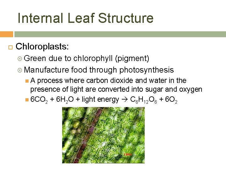 Internal Leaf Structure Chloroplasts: Green due to chlorophyll (pigment) Manufacture food through photosynthesis A