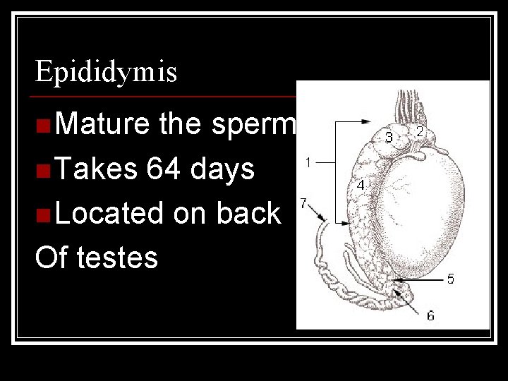 Epididymis n Mature the sperm n Takes 64 days n Located on back Of