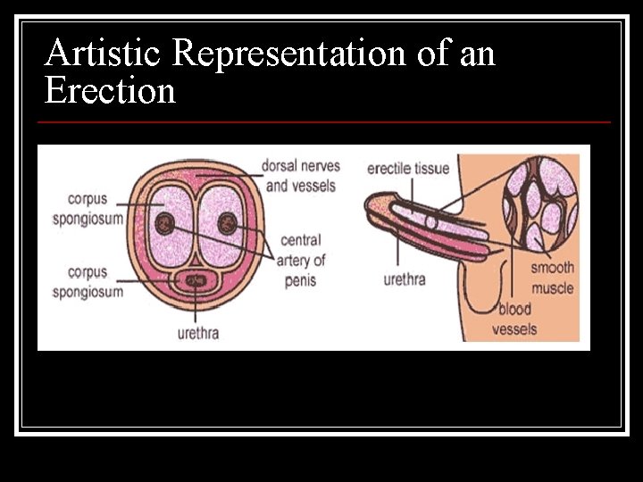 Artistic Representation of an Erection 