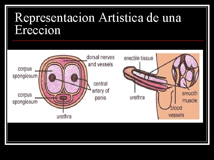 Representacion Artistica de una Ereccion 