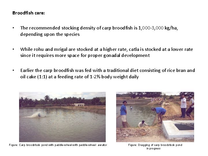 Broodfish care: • The recommended stocking density of carp broodfish is 1, 000 -3,