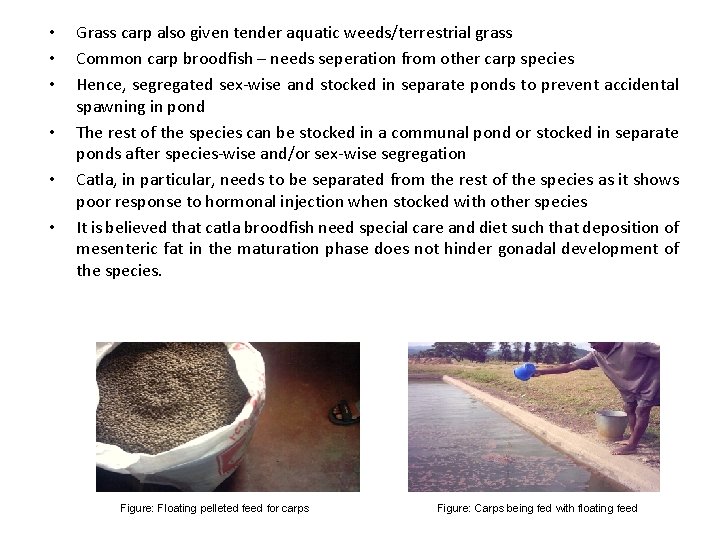  • • • Grass carp also given tender aquatic weeds/terrestrial grass Common carp