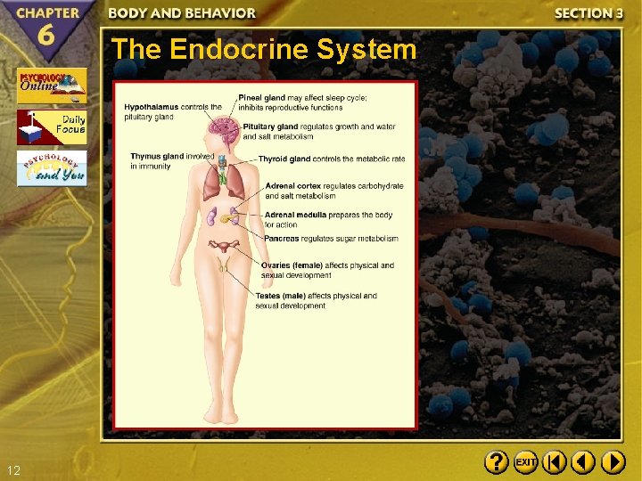 The Endocrine System 12 