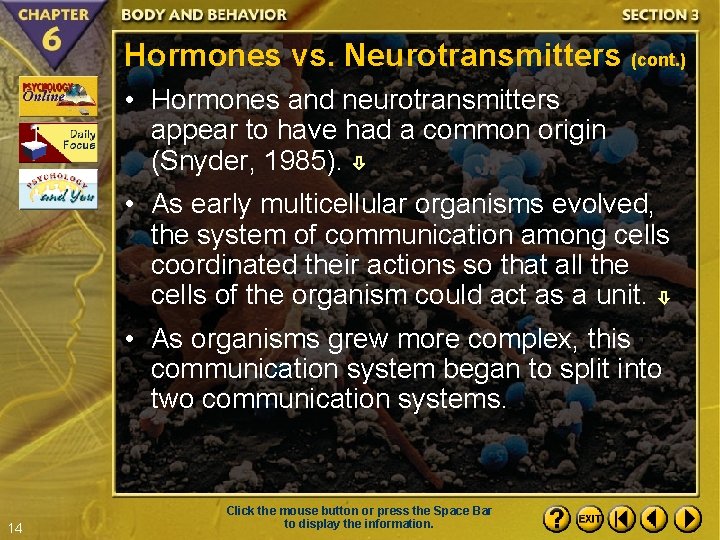 Hormones vs. Neurotransmitters (cont. ) • Hormones and neurotransmitters appear to have had a