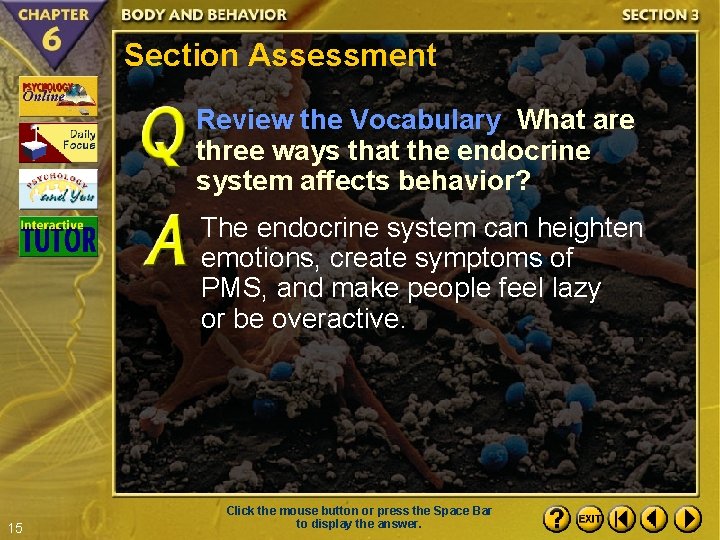Section Assessment Review the Vocabulary What are three ways that the endocrine system affects