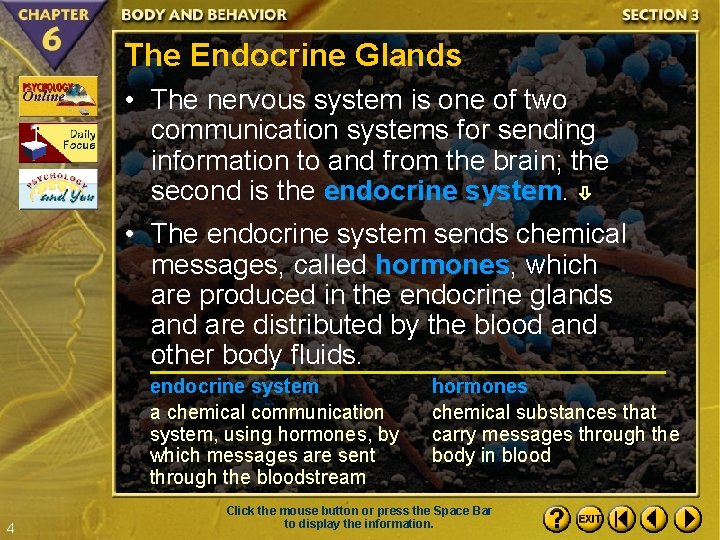 The Endocrine Glands • The nervous system is one of two communication systems for