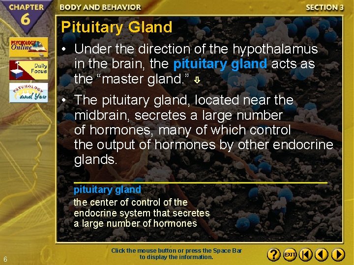 Pituitary Gland • Under the direction of the hypothalamus in the brain, the pituitary