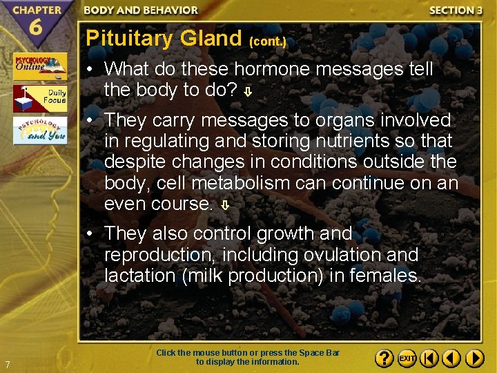 Pituitary Gland (cont. ) • What do these hormone messages tell the body to