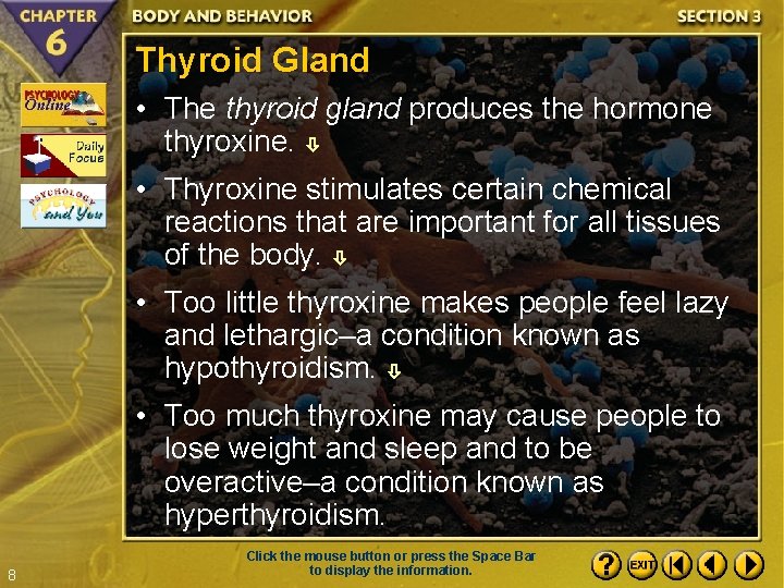 Thyroid Gland • The thyroid gland produces the hormone thyroxine. • Thyroxine stimulates certain