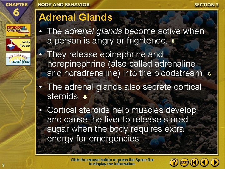 Adrenal Glands • The adrenal glands become active when a person is angry or