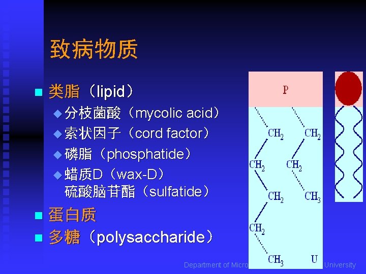 致病物质 n 类脂（lipid） u 分枝菌酸（mycolic acid） u 索状因子（cord factor） u 磷脂（phosphatide） u 蜡质D（wax-D） 硫酸脑苷酯（sulfatide）