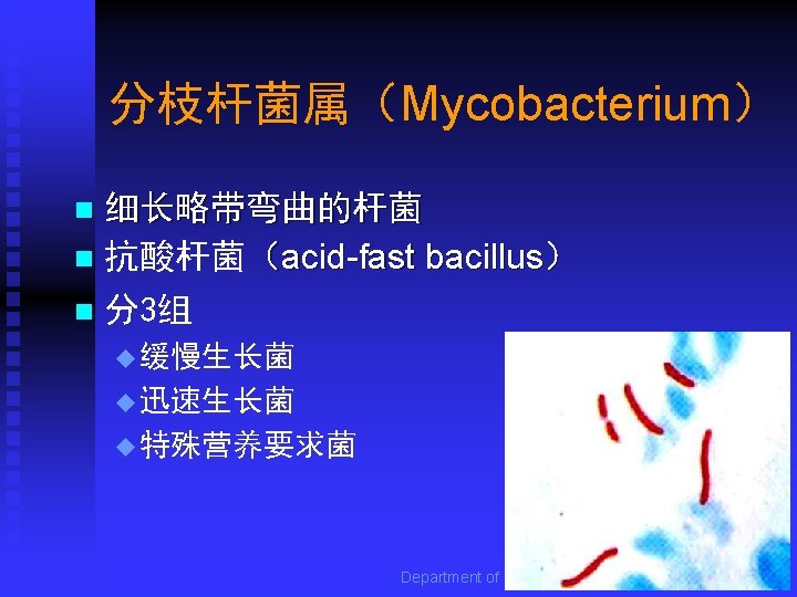 分枝杆菌属（Mycobacterium） 细长略带弯曲的杆菌 n 抗酸杆菌（acid-fast bacillus） n 分3组 n u 缓慢生长菌 u 迅速生长菌 u 特殊营养要求菌