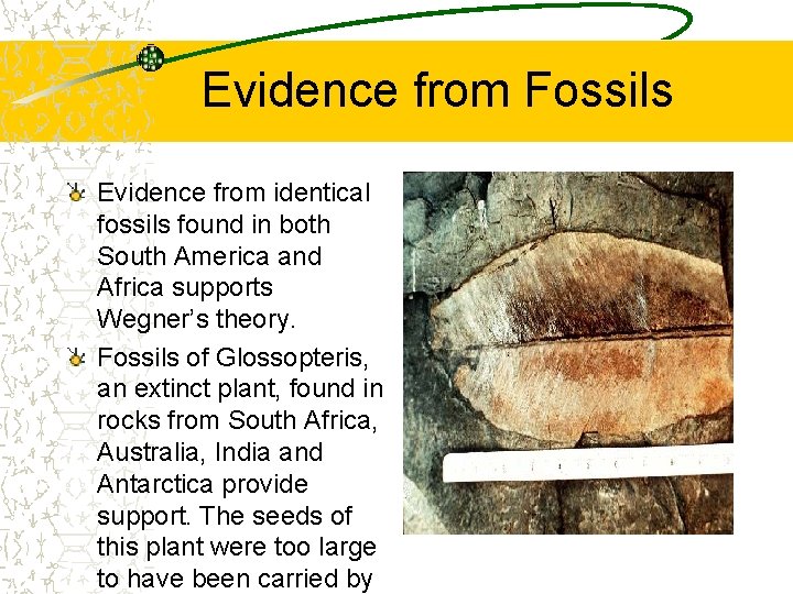 Evidence from Fossils Evidence from identical fossils found in both South America and Africa