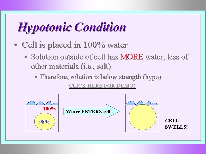 Hypotonic Condition • Cell is placed in 100% water • Solution outside of cell