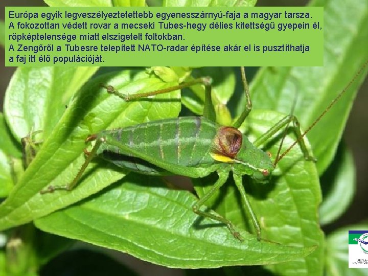 Európa egyik legveszélyeztetettebb egyenesszárnyú-faja a magyar tarsza. A fokozottan védett rovar a mecseki Tubes-hegy