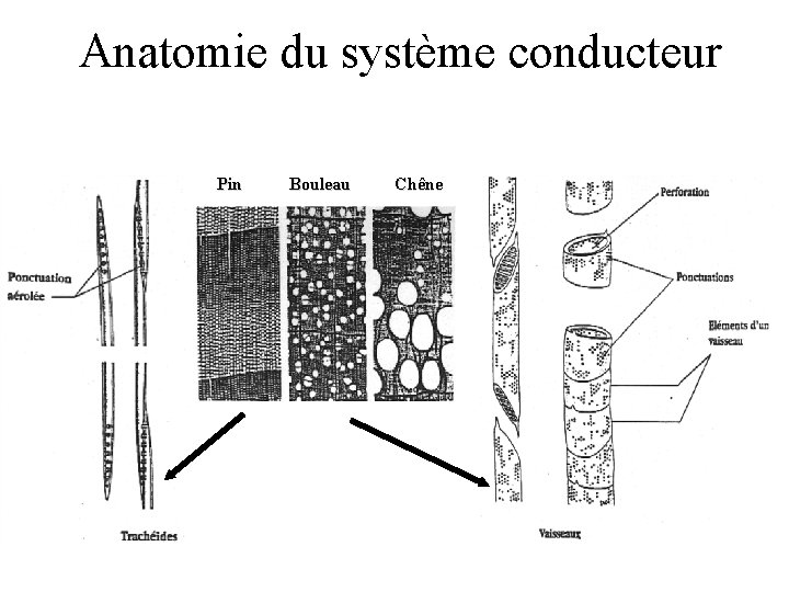 Anatomie du système conducteur Pin Bouleau Chêne 