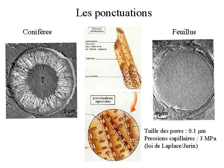 Les ponctuations Conifères Feuillus Taille des pores : 0. 1 µm Pressions capillaires :