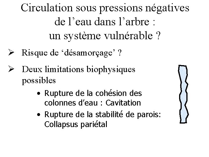 Circulation sous pressions négatives de l’eau dans l’arbre : un système vulnérable ? Ø