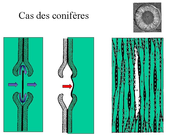 Cas des conifères 