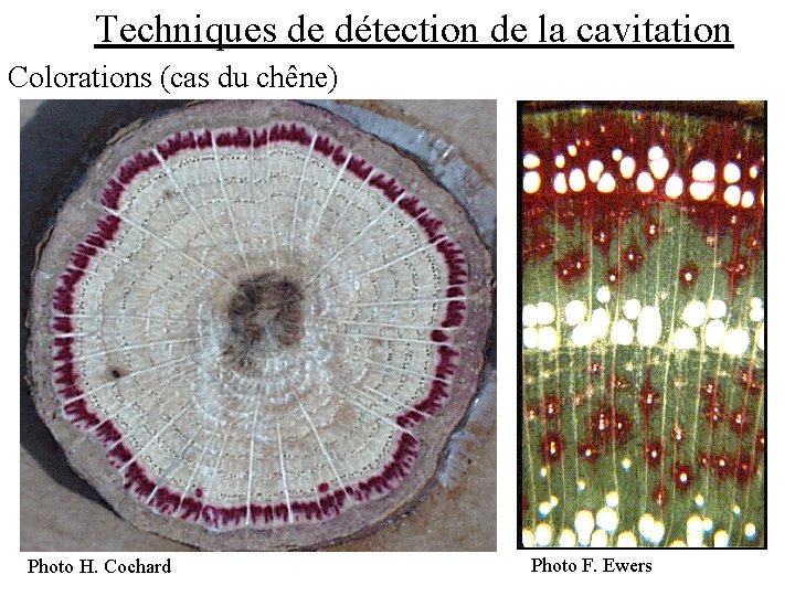 Techniques de détection de la cavitation Colorations (cas du chêne) Photo H. Cochard Photo