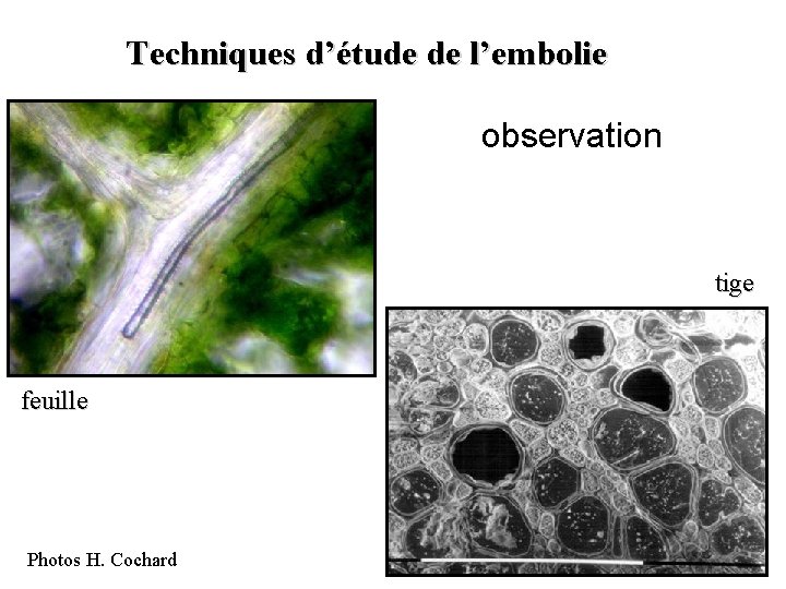 Techniques d’étude de l’embolie observation tige feuille Photos H. Cochard 