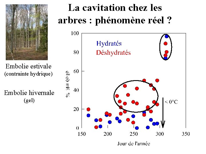 La cavitation chez les arbres : phénomène réel ? Embolie estivale (contrainte hydrique) Embolie