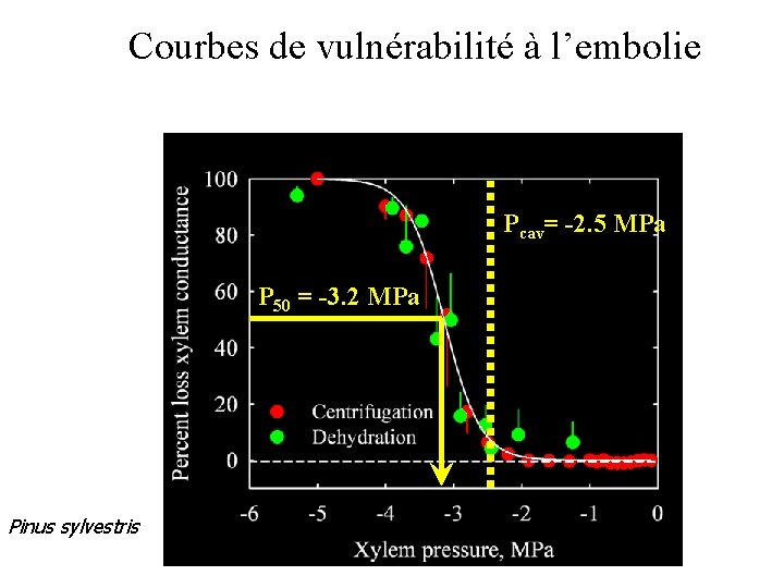 Courbes de vulnérabilité à l’embolie Pcav= -2. 5 MPa P 50 = -3. 2