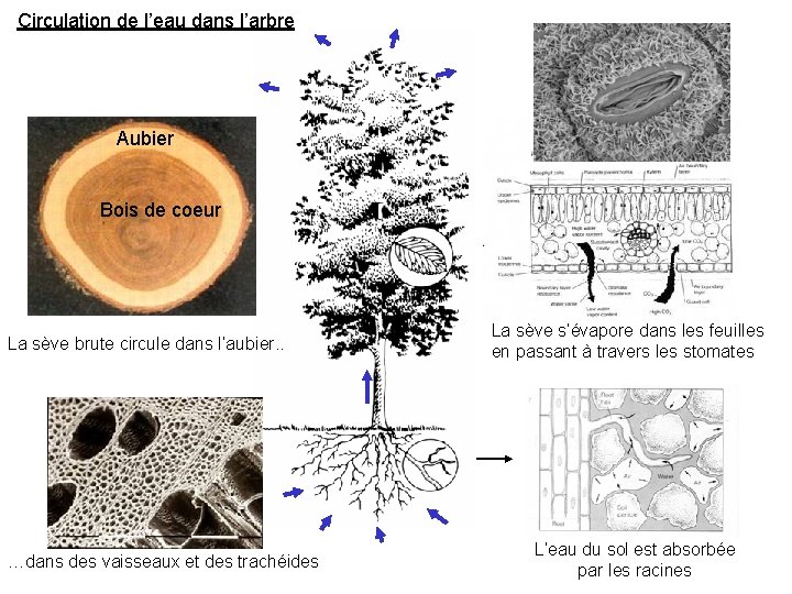 Circulation de l’eau dans l’arbre Aubier Bois de coeur La sève brute circule dans