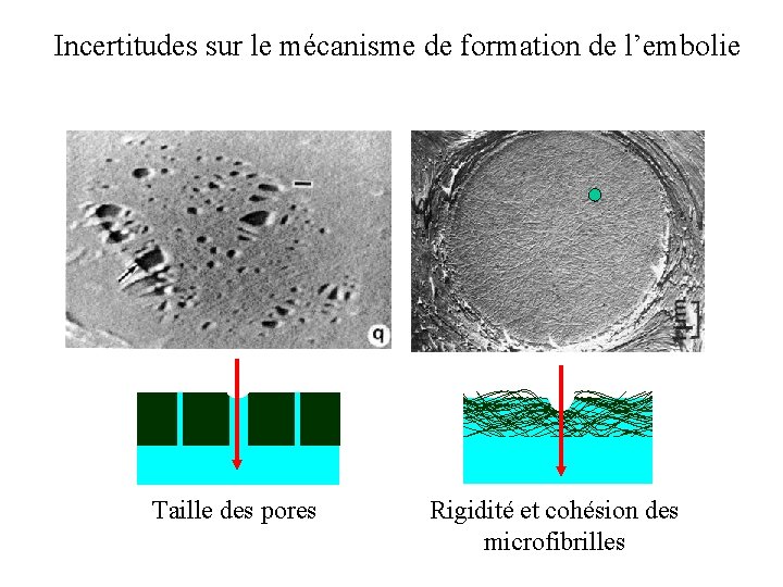 Incertitudes sur le mécanisme de formation de l’embolie Taille des pores Rigidité et cohésion