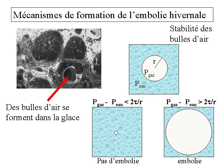 Mécanismes de formation de l’embolie hivernale Stabilité des bulles d’air r Pgaz Peau Des