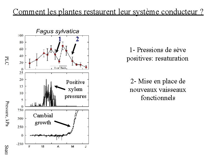 Comment les plantes restaurent leur système conducteur ? 1 2 1 - Pressions de