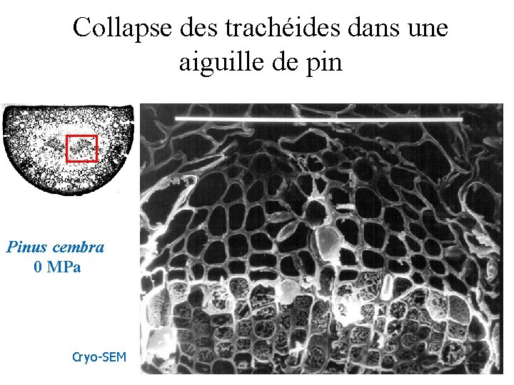 Collapse des trachéides dans une aiguille de pin Pinus cembra 0 MPa Cryo-SEM 