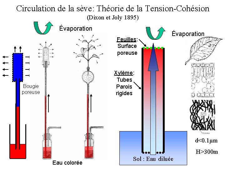 Circulation de la sève: Théorie de la Tension-Cohésion (Dixon et Joly 1895) Évaporation Feuilles: