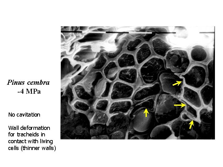 Pinus cembra -4 MPa No cavitation Wall deformation for tracheids in contact with living