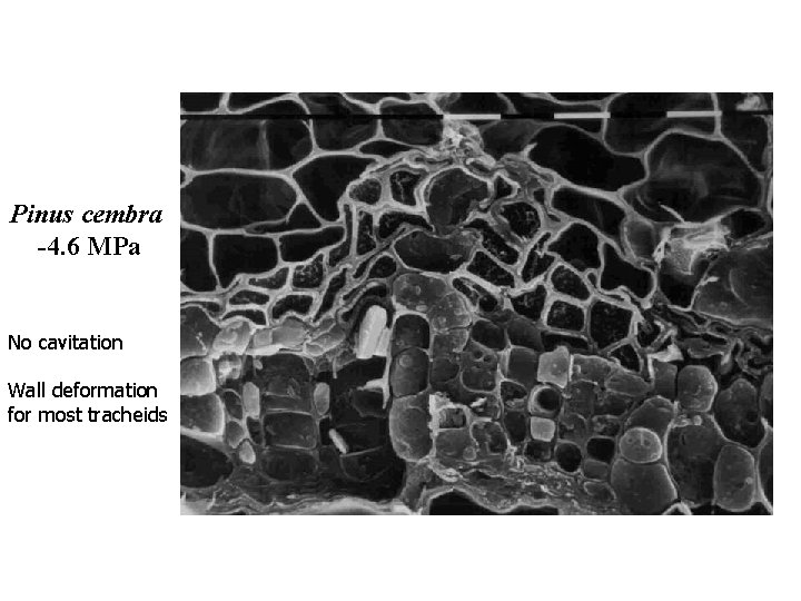 Pinus cembra -4. 6 MPa No cavitation Wall deformation for most tracheids 