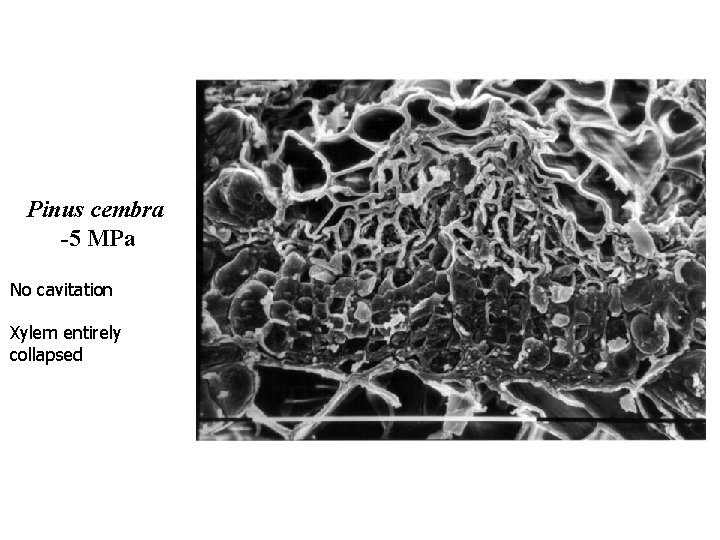 Pinus cembra -5 MPa No cavitation Xylem entirely collapsed 