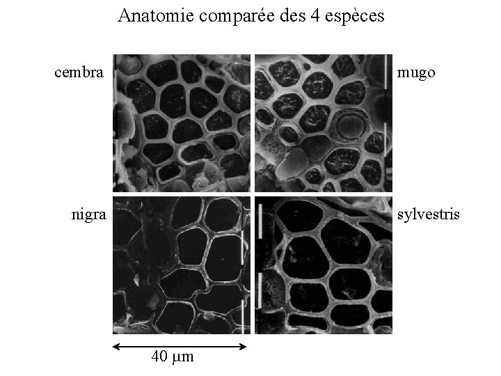 Anatomie comparée des 4 espèces cembra mugo nigra sylvestris 40 µm 