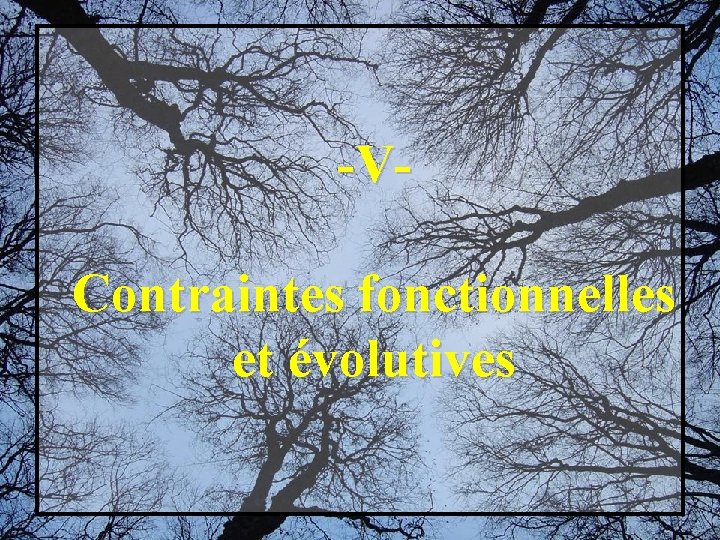 -VContraintes fonctionnelles et évolutives 