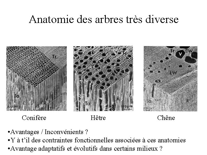 Anatomie des arbres très diverse Conifère Hêtre Chêne • Avantages / Inconvénients ? •