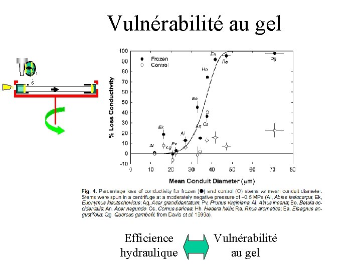 Vulnérabilité au gel 00 1. 5 Efficience hydraulique Vulnérabilité au gel 