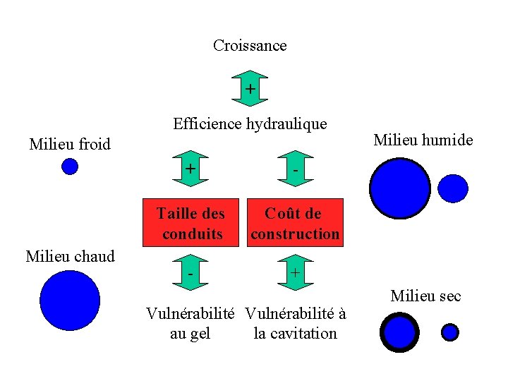 Croissance + Efficience hydraulique Milieu froid + Milieu chaud - Taille des conduits Coût