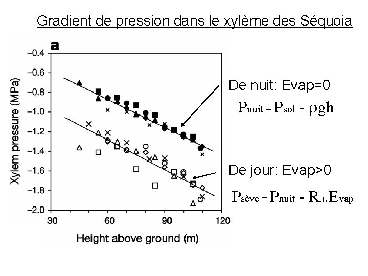 Gradient de pression dans le xylème des Séquoia De nuit: Evap=0 Pnuit = Psol