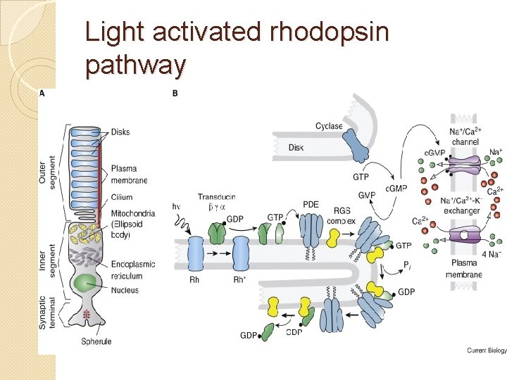 Light activated rhodopsin pathway 